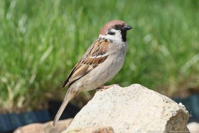 Vrabec polní (Passer montanus)