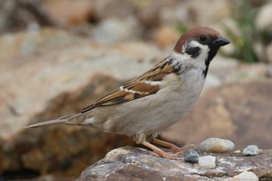 Vrabec polní (Passer montanus)