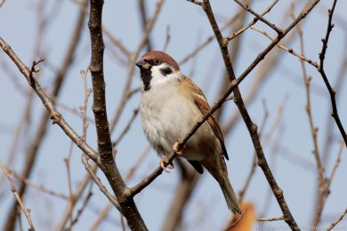 Vrabec polní (Passer montanus)