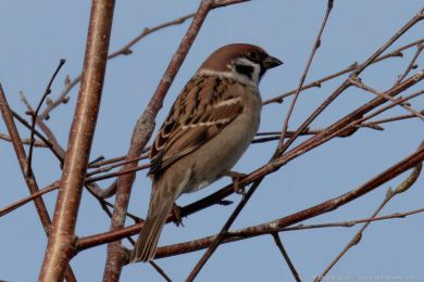 Vrabec polní (Passer montanus)