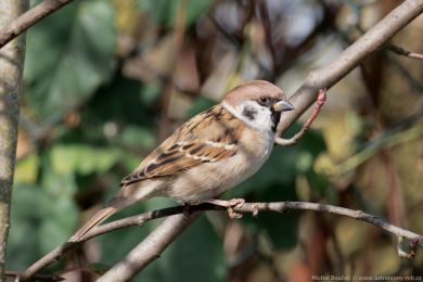 Vrabec polní (Passer montanus)