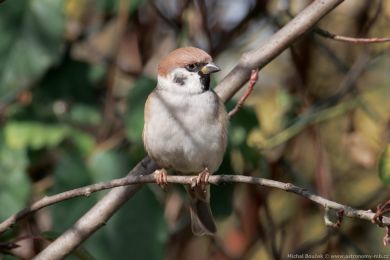 Vrabec polní (Passer montanus)