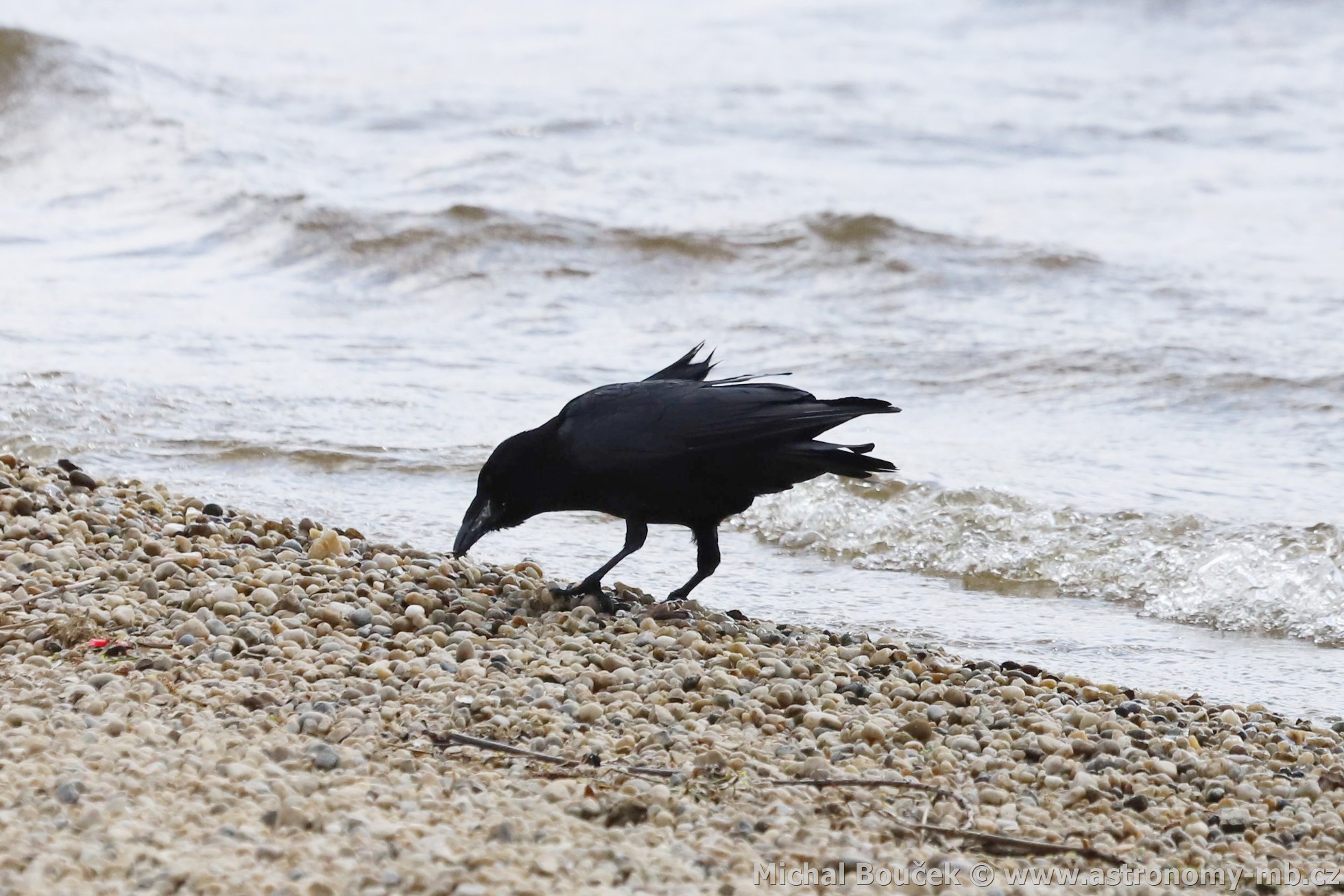 Vrána černá (Corvus corone)