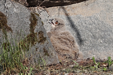 V&yacute;r velk&yacute; (Bubo bubo)