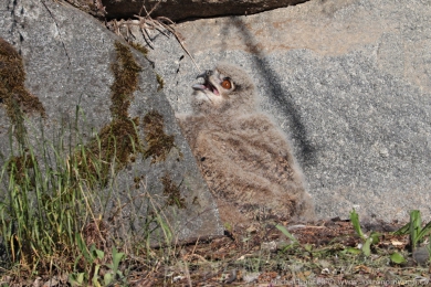 V&yacute;r velk&yacute; (Bubo bubo)