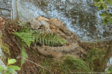 V&yacute;r velk&yacute; (Bubo bubo)