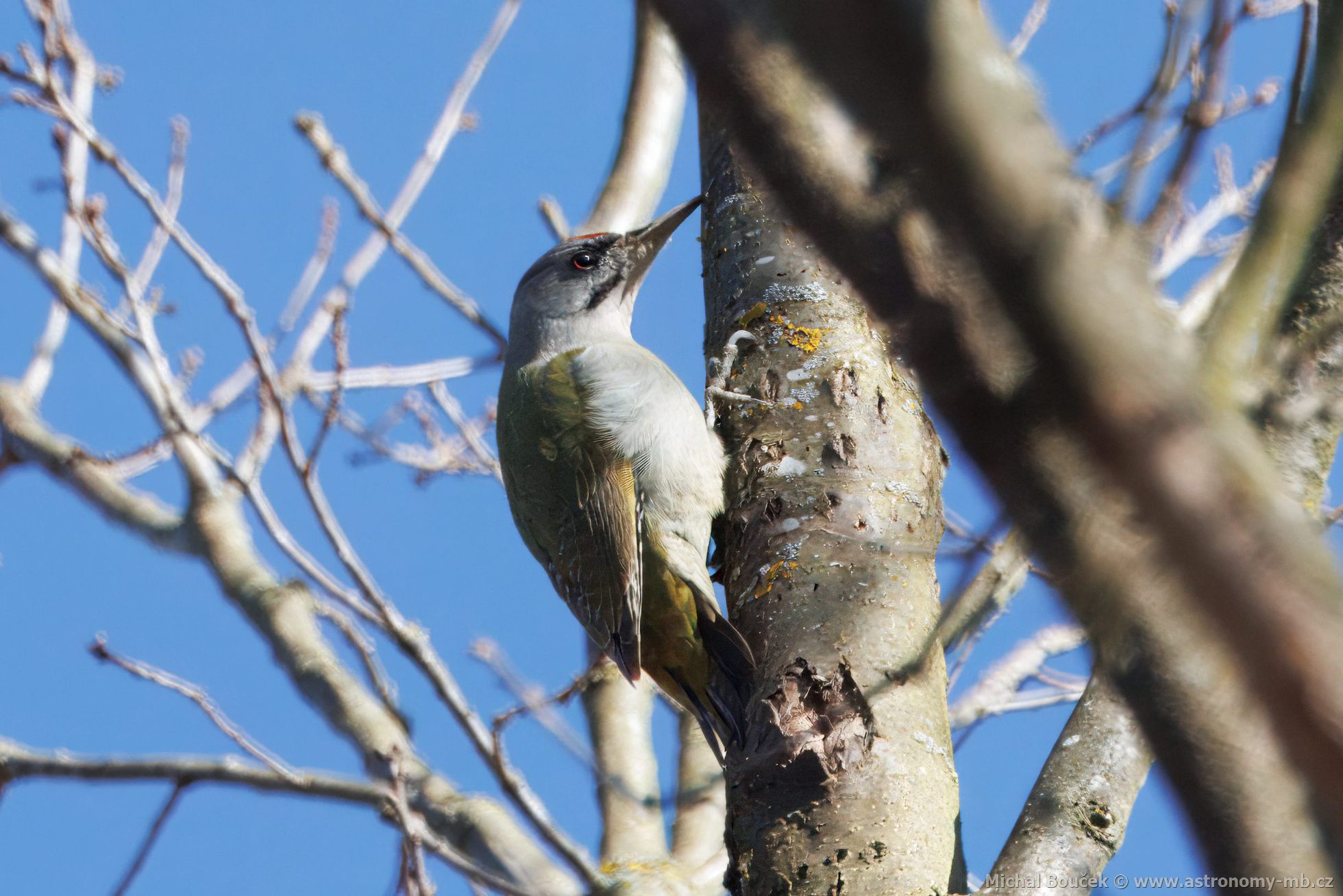 Žluna šedá (Picus canus) Žluna šedá (Picus canus)