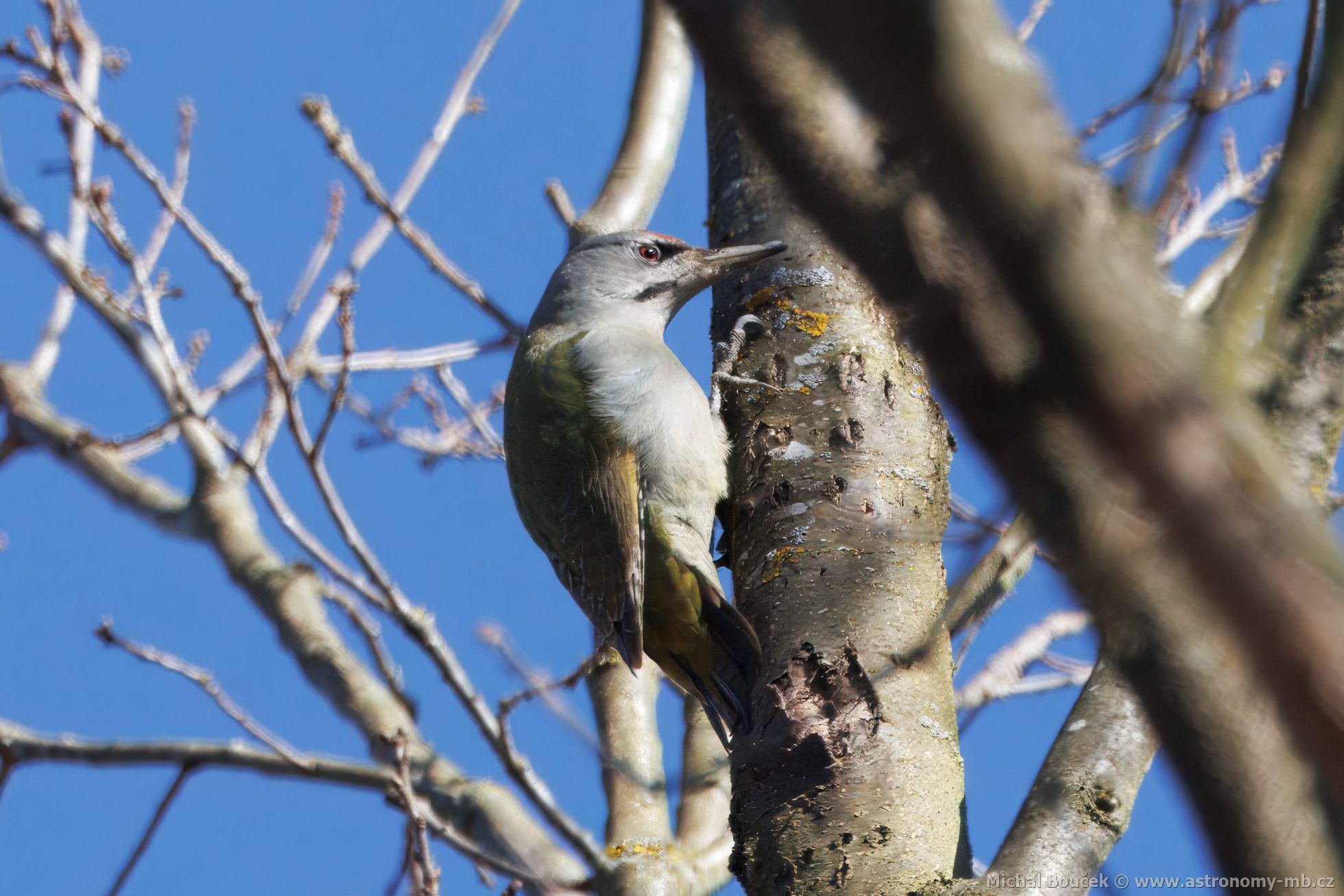 Žluna šedá (Picus canus) Žluna šedá (Picus canus)