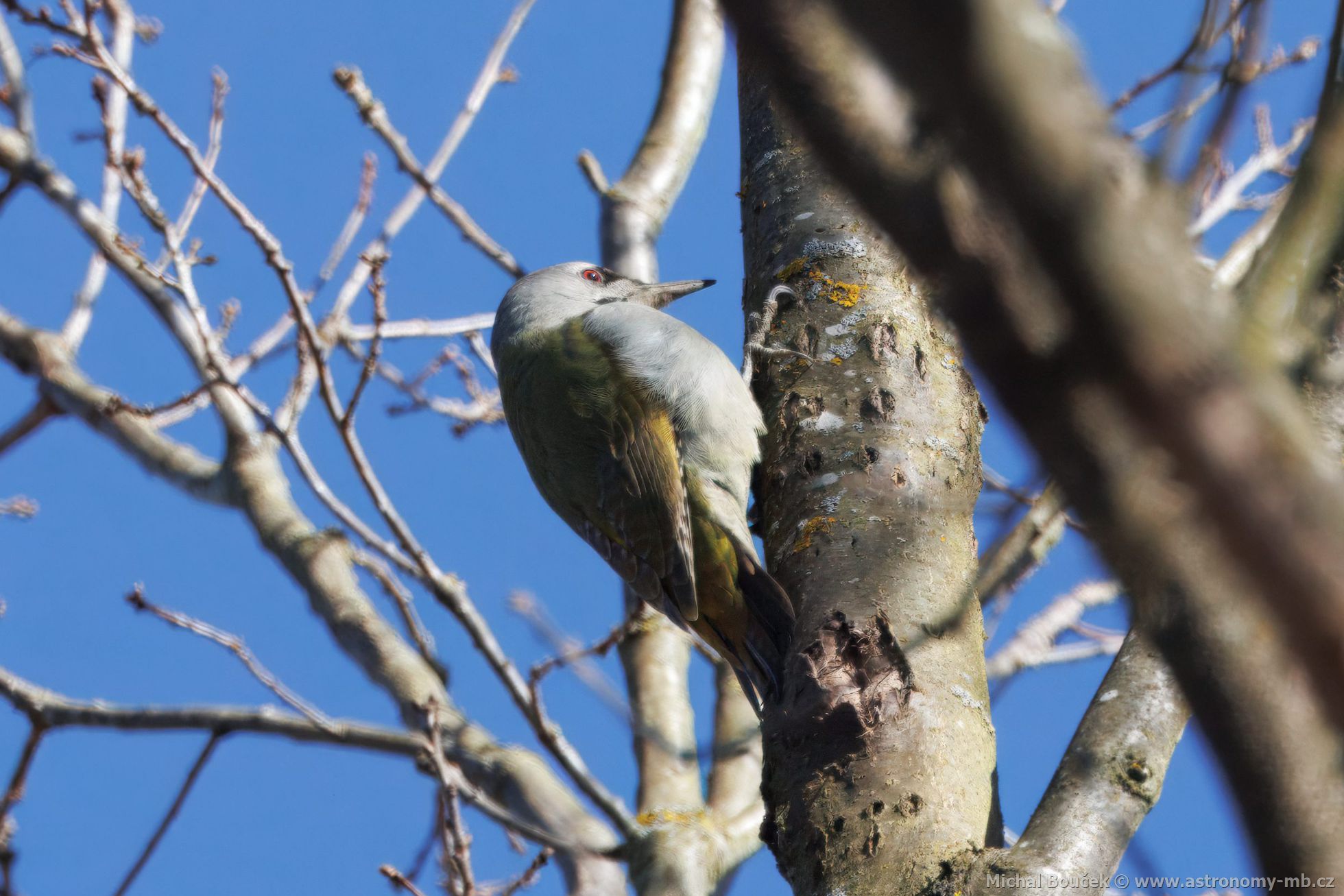 Žluna šedá (Picus canus) Žluna šedá (Picus canus)