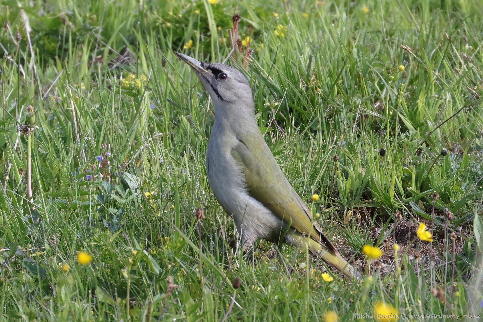 Žluna šedá (Picus canus) Žluna šedá (Picus canus)