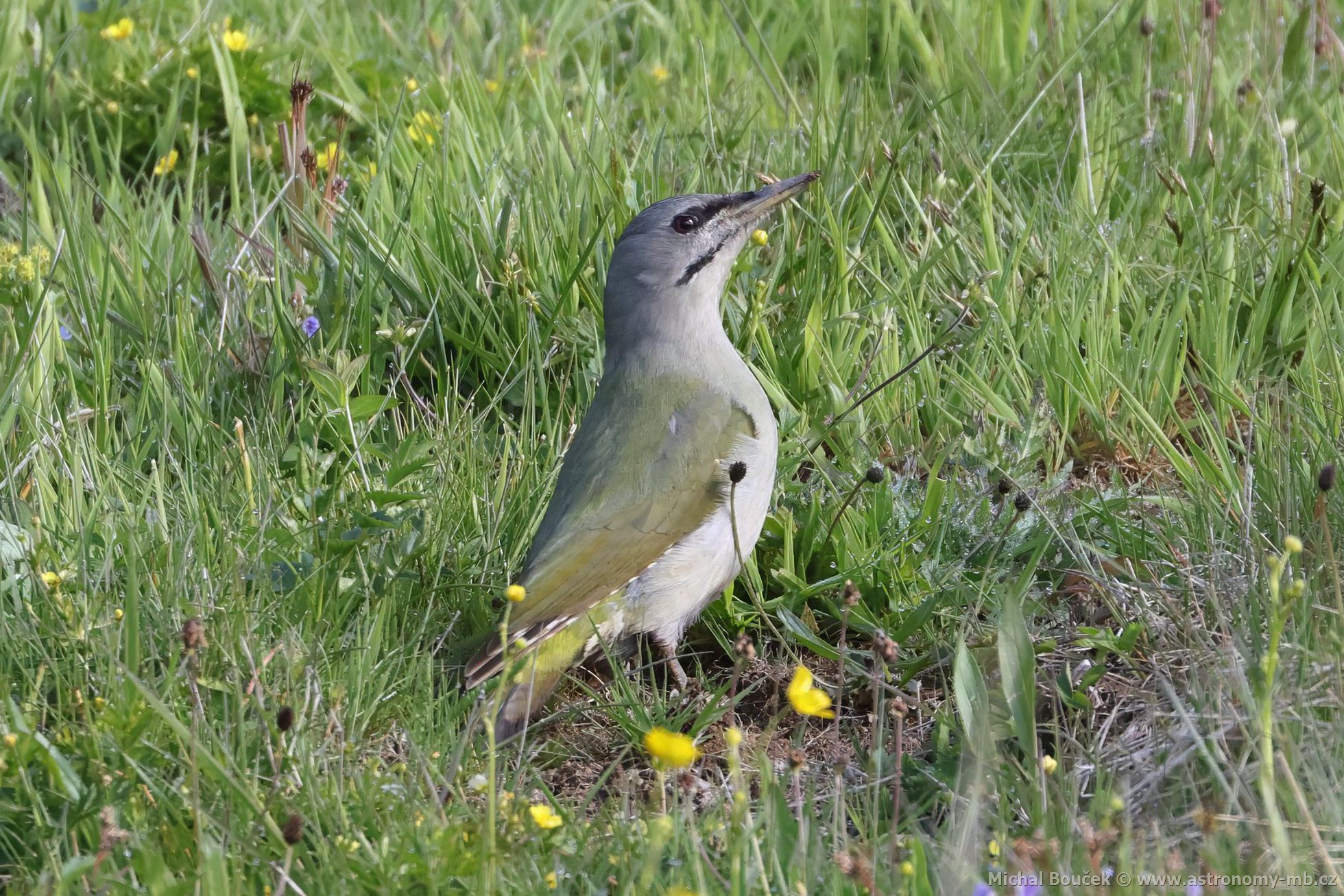 Žluna šedá (Picus canus) Žluna šedá (Picus canus)