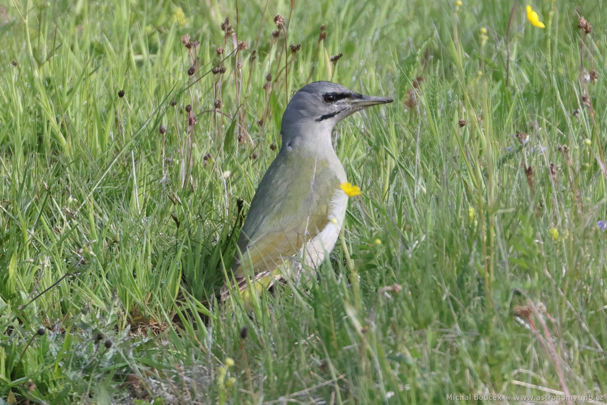 Žluna šedá (Picus canus) Žluna šedá (Picus canus)
