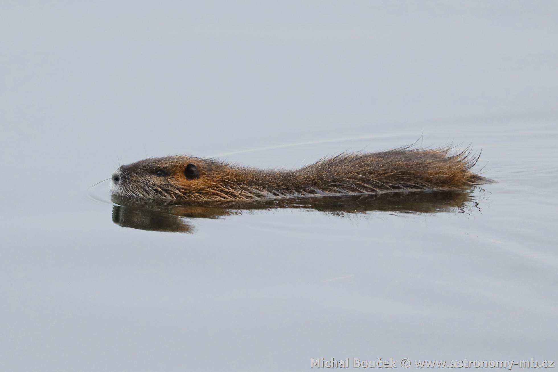 Ondatra pimová (Ondatra zibethicus)