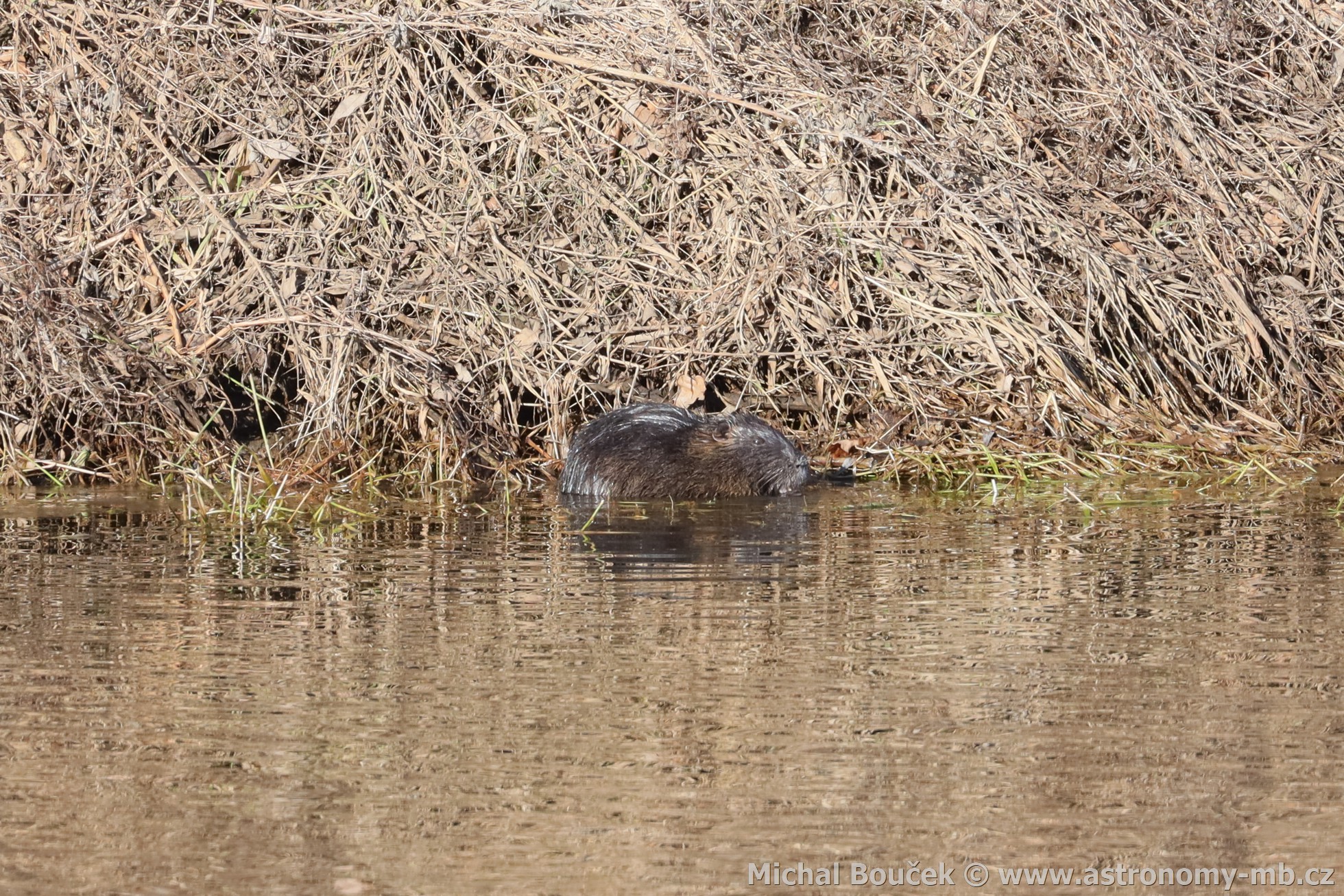 Ondatra pimová (Ondatra zibethicus)