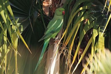 Alexandr malý (Psittacula krameri) Alexandr malý (Psittacula krameri)