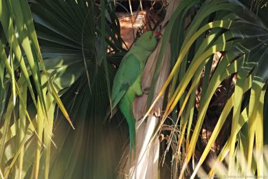 Alexandr malý (Psittacula krameri) Alexandr malý (Psittacula krameri)