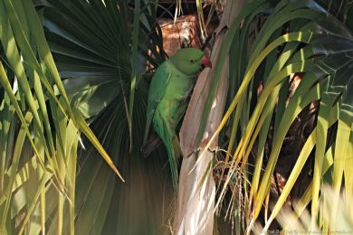 Alexandr malý (Psittacula krameri) Alexandr malý (Psittacula krameri)