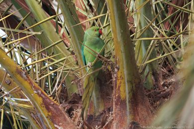 Alexandr malý (Psittacula krameri) Alexandr malý (Psittacula krameri)