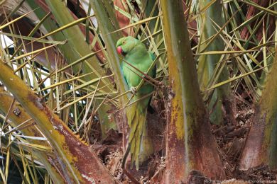 Alexandr malý (Psittacula krameri) Alexandr malý (Psittacula krameri)