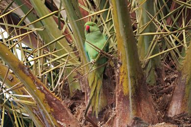 Alexandr malý (Psittacula krameri) Alexandr malý (Psittacula krameri)