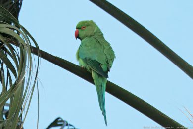 Alexandr malý (Psittacula krameri) Alexandr malý (Psittacula krameri)