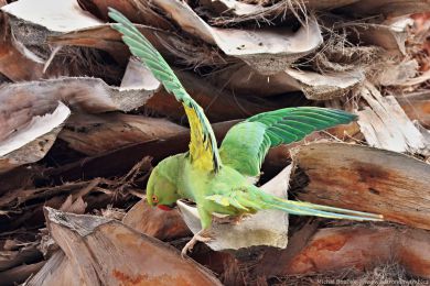 Alexandr malý (Psittacula krameri) Alexandr malý (Psittacula krameri)