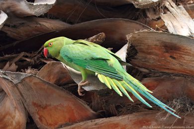 Alexandr malý (Psittacula krameri) Alexandr malý (Psittacula krameri)