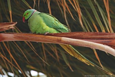 Alexandr malý (Psittacula krameri) Alexandr malý (Psittacula krameri)