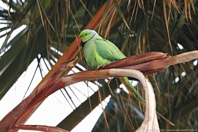 Alexandr malý (Psittacula krameri) Alexandr malý (Psittacula krameri)