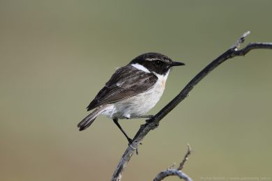 Bramborn&iacute;�ek kan&aacute;rsk&yacute; (Saxicolla dacotiae)