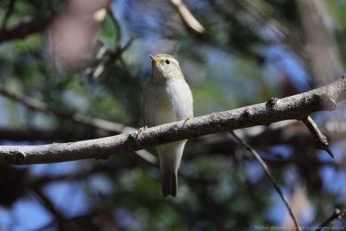 Budn&iacute;�ek pruhohlav&yacute; (Phylloscopus inornatus)