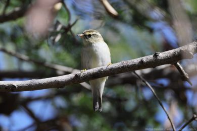 Budn&iacute;�ek pruhohlav&yacute; (Phylloscopus inornatus)