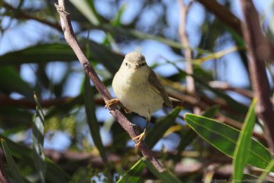 Budn&iacute;�ek v�t&scaron;&iacute; (Phylloscopus trochilus)