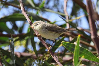 Budn&iacute;�ek v�t&scaron;&iacute; (Phylloscopus trochilus)