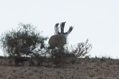 Drop h�&iacute;vnat&yacute; (Chlamydotis undulata ssp.fuertaventurae)