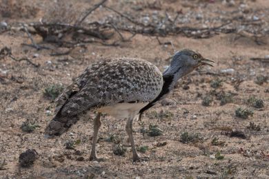 Drop h�&iacute;vnat&yacute; (Chlamydotis undulata ssp.fuertaventurae)