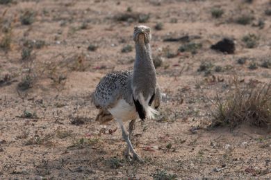 Drop obojkový (Chlamydotis undulata ssp.fuertaventurae) Drop obojkový (Chlamydotis undulata ssp.fuertaventurae)