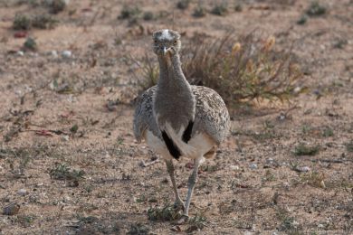Drop obojkový (Chlamydotis undulata ssp.fuertaventurae) Drop obojkový (Chlamydotis undulata ssp.fuertaventurae)