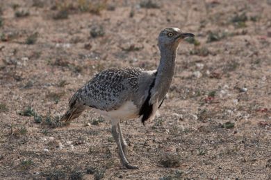Drop obojkový (Chlamydotis undulata ssp.fuertaventurae) Drop obojkový (Chlamydotis undulata ssp.fuertaventurae)