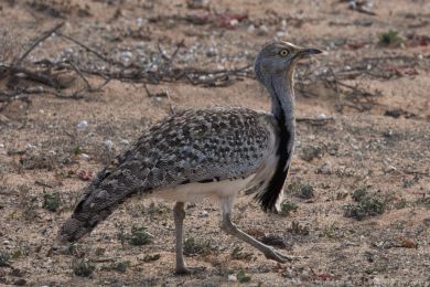 Drop obojkový (Chlamydotis undulata ssp.fuertaventurae) Drop obojkový (Chlamydotis undulata ssp.fuertaventurae)