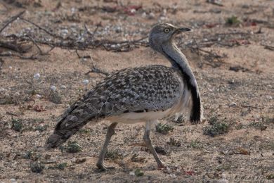 Drop obojkový (Chlamydotis undulata ssp.fuertaventurae) Drop obojkový (Chlamydotis undulata ssp.fuertaventurae)