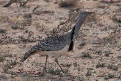 Drop obojkový (Chlamydotis undulata ssp.fuertaventurae) Drop obojkový (Chlamydotis undulata ssp.fuertaventurae)