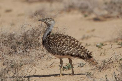 Drop obojkový (Chlamydotis undulata ssp.fuertaventurae) Drop obojkový (Chlamydotis undulata ssp.fuertaventurae)