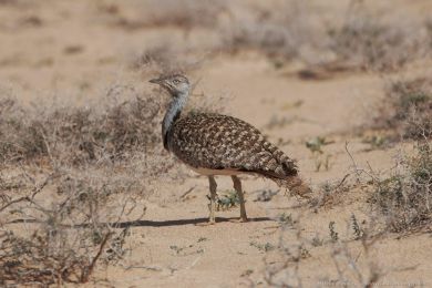 Drop obojkový (Chlamydotis undulata ssp.fuertaventurae) Drop obojkový (Chlamydotis undulata ssp.fuertaventurae)