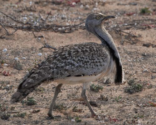 Drop obojkový (Chlamydotis undulata ssp.fuertaventurae)
