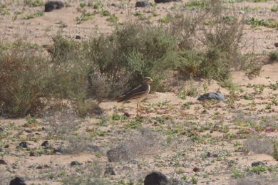 Dytík úhorní (Burhinus oedicnemus)