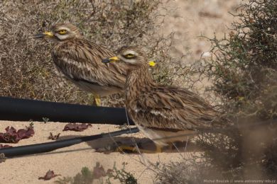 Dytík úhorní (Burhinus oedicnemus)