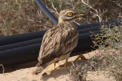 Dytík úhorní (Burhinus oedicnemus)