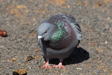 Holub domácí (Columba livia f. domestica)