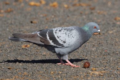 Holub domácí (Columba livia f. domestica)